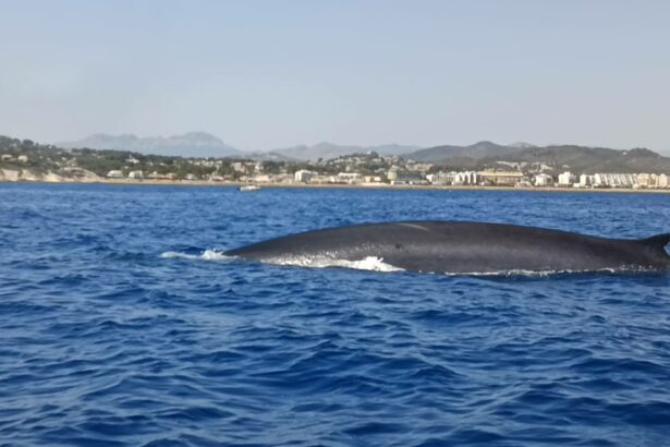 Rorcuales a su paso por Dénia.