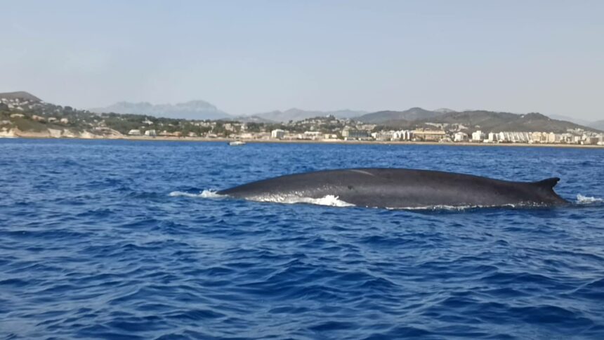 Rorcuales a su paso por Dénia.