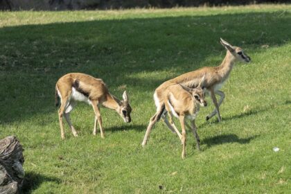 Verano 2025 3 crias de gacela de Thomson en la sabana de BIOPARC Valencia