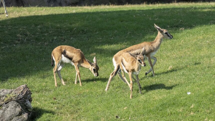 Verano 2025 3 crias de gacela de Thomson en la sabana de BIOPARC Valencia