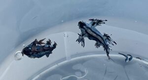 dragon azul