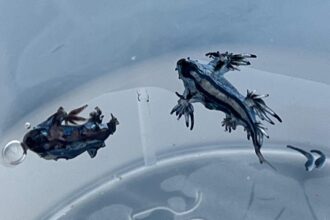 Ejemplares de dragón azul encontrados en Guardamar del Segura.