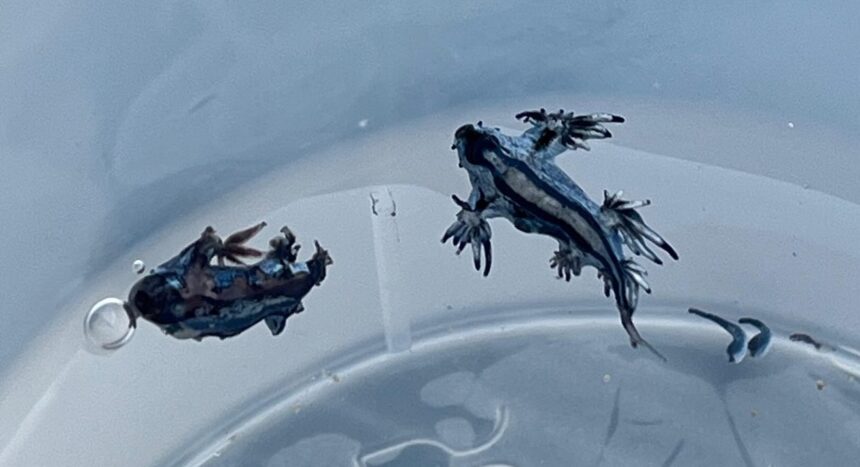 Ejemplares de dragón azul encontrados en Guardamar del Segura.