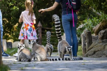 BIOPARC Valencia premio Travellers Choice 2025 de TripAdvisor