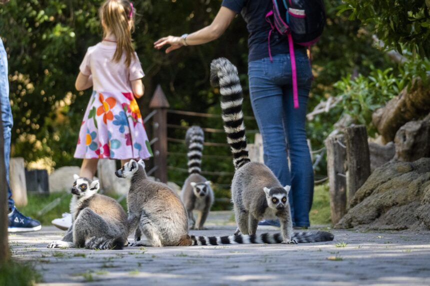 BIOPARC Valencia premio Travellers Choice 2025 de TripAdvisor