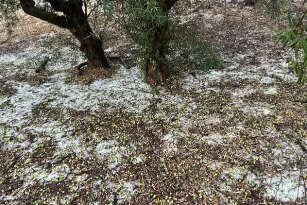PiedraMoixent