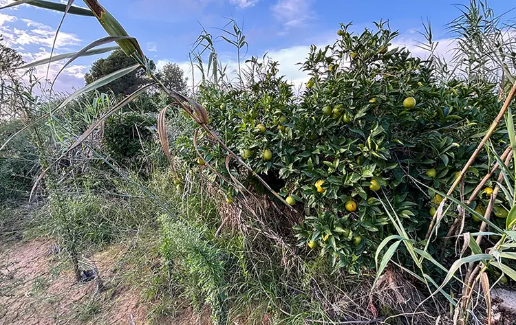 avadanacitricosturis