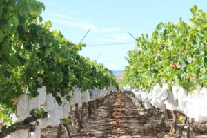 Las primeras variedades de uvas del Vinalopó no han funcionado demasiado bien en los mercados 43 Foto uva mesa Vinalopo 1