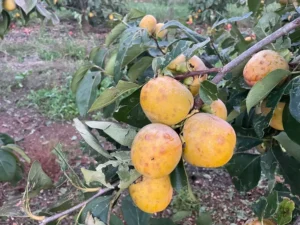avacarletpedrisco