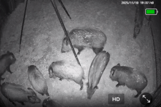 Porcs Senglars capturats a Xàtiva.