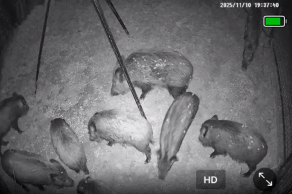 Porcs Senglars capturats a Xàtiva.