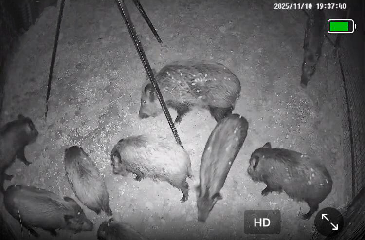 Porcs Senglars capturats a Xàtiva.