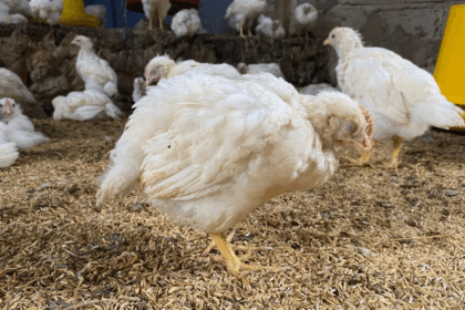 Enfermedad de Newcastle en aves Sintomas y tratamiento scaled 1