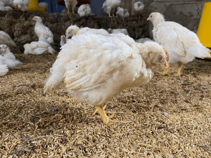 Enfermedad de Newcastle en aves Sintomas y tratamiento scaled 1