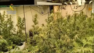 Marihuanaindoorvalenciaeditada.00000922.Imagenfija001