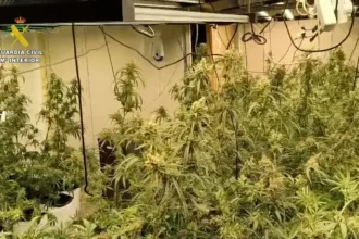 Marihuanaindoorvalenciaeditada.00000922.Imagenfija001