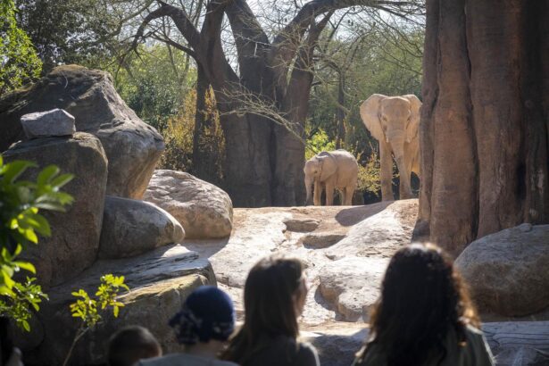 Visitantes observando a los elefantes en la sabana de BIOPARC Valencia 1