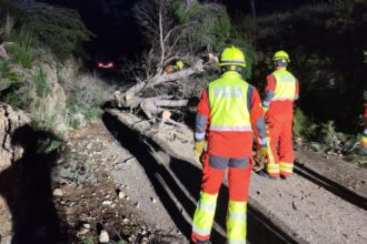 Actuación de los bomberos en la caída de un árbol.