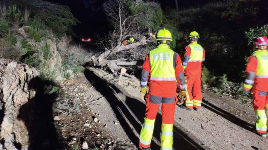Actuación de los bomberos en la caída de un árbol.