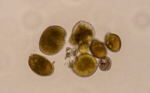gambierdiscus australes 3