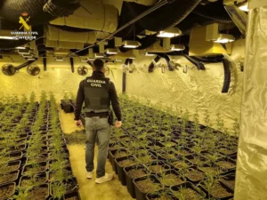 Desmantelada en Bétera una plantación de 997 plantas de marihuana en una vivienda 22 Foto1 5