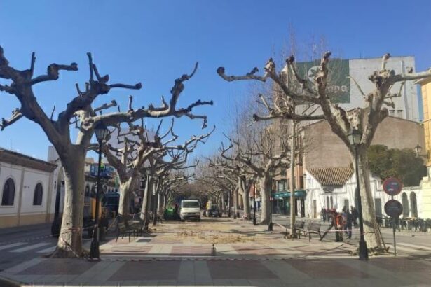 Poda arboles Requena 1 1