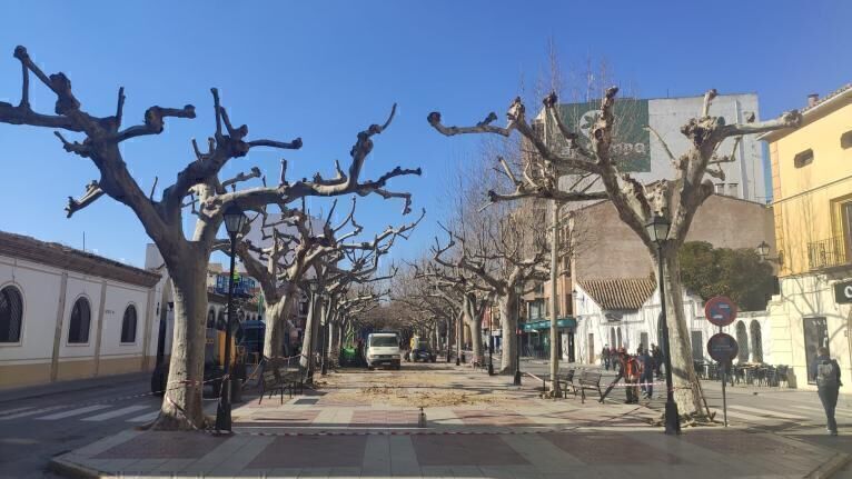 Poda arboles Requena 1 1