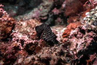 Reintroduccion al mar de un caballito de mar tras su recuperacion