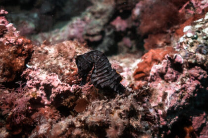Reintroduccion al mar de un caballito de mar tras su recuperacion