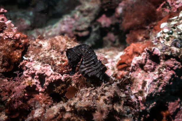 Reintroduccion al mar de un caballito de mar tras su recuperacion