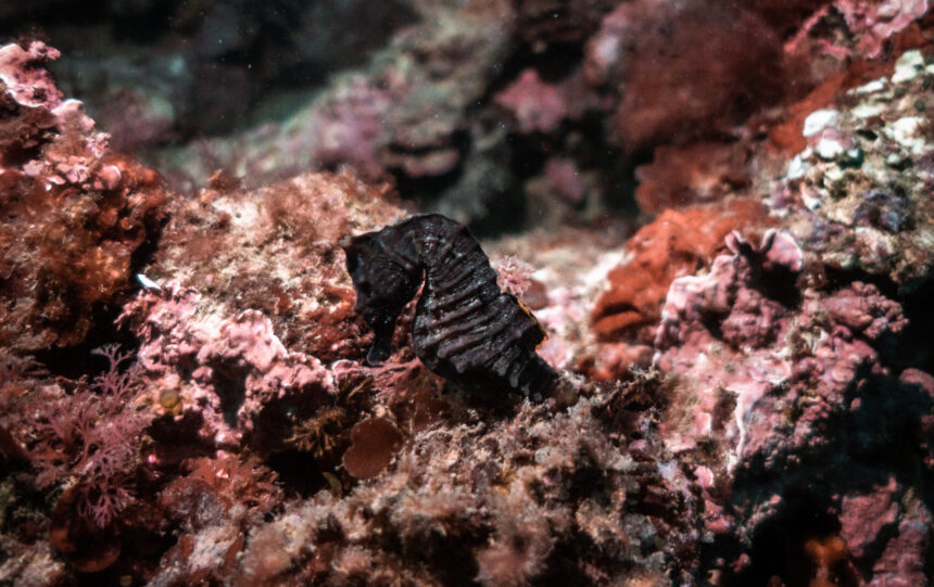 Reintroduccion al mar de un caballito de mar tras su recuperacion