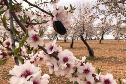almendro con avispilla