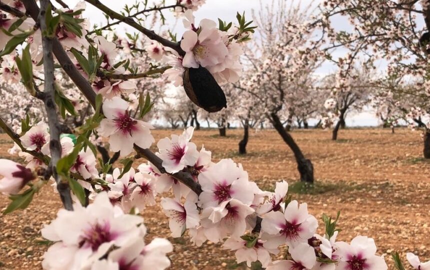 almendro con avispilla