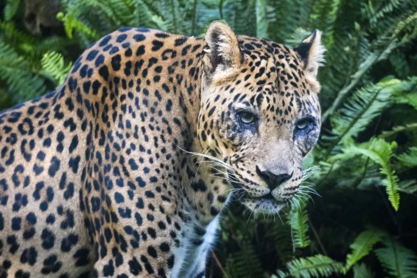 Leopardo en la selva de BIOPARC Valencia