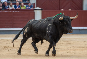 Les millors ramaderies