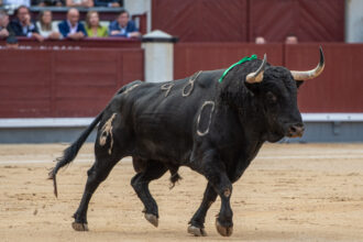 Les millors ramaderies