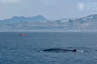 Una ballena a su paso cerca de Dénia (las imágenes han sido obtenidas previa autorización del MITECO).
