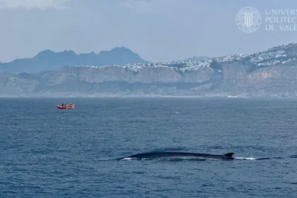 Una ballena a su paso cerca de Dénia (las imágenes han sido obtenidas previa autorización del MITECO).