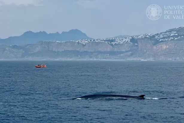 Una ballena a su paso cerca de Dénia (las imágenes han sido obtenidas previa autorización del MITECO).