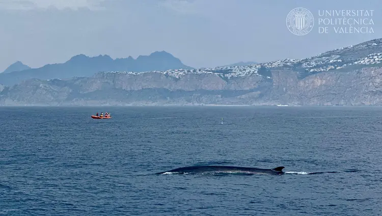Una ballena a su paso cerca de Dénia (las imágenes han sido obtenidas previa autorización del MITECO).