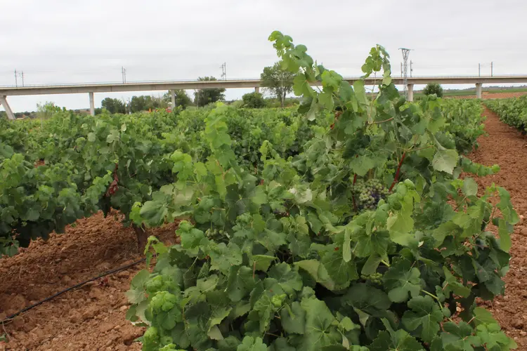 Vinasrecurso2