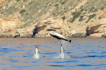 Delfines saltando en el mar.