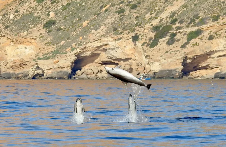 Delfines saltando en el mar.
