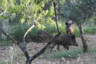 Jabalí