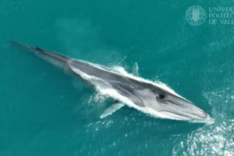 Un dels rorquals avistats a prop de la Marina Alta.