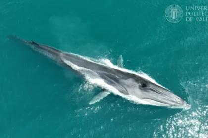 Un dels rorquals avistats a prop de la Marina Alta.