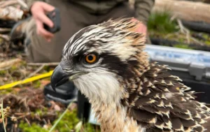 aguila pescadora