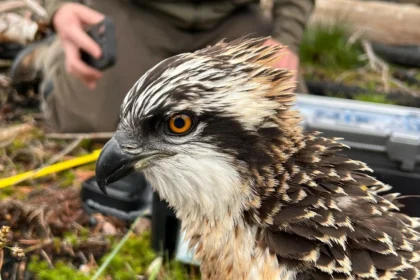 Un dels exemplars d'àguila pescadora.