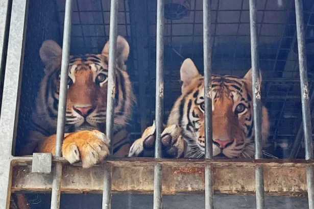 Dos de los tigres trasladados a Villena.