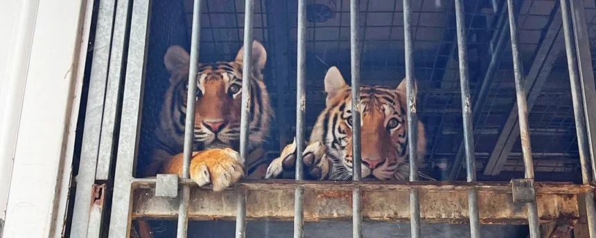 Dos de los tigres trasladados a Villena.